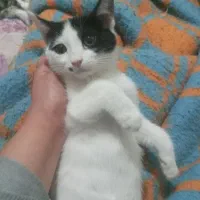 واگذاری بچه گربه به صاحب مناسب
