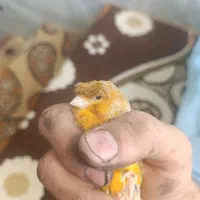 قناری ماده