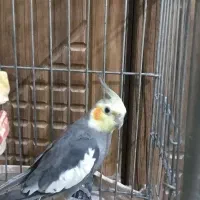 عروس هلندی نر