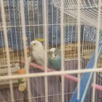 یک جفت مرغ عشق