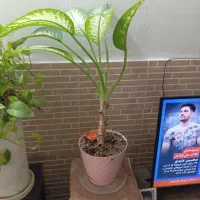گل کاج متبق و دیفن باخیا و سوم گل همه با هم پنج