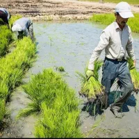 نیاز به تیم کن برای تولکی