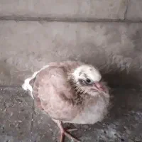 واگذاری جوجه کفتر رایگان