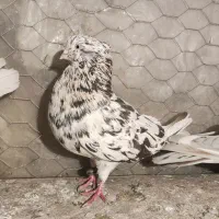 کبوتر سور نر