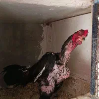 لاری