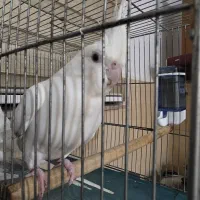 عروس هلندی آلبینو ماده ۹ ماهه بالغ سالم و رام