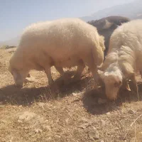 قوچ