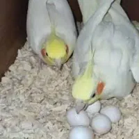 عروس هلندی جوجه ، بالغ ، همه سن ، همه رنگ