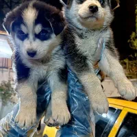 فروش ویژه دو قلاده اخر هاسکی چشم ایس
