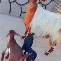 بز جملی شیرا جوان با بزغاله نرو ماده   میش بز