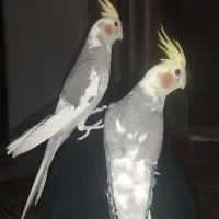 عروس هلندی