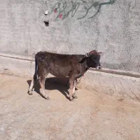 گوساله ماده درجه یک