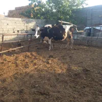 گاوشیری شکم سوم تازه زیمان کرده گوساله نرفروشی