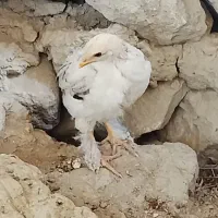 جوجه ی برهما اصل