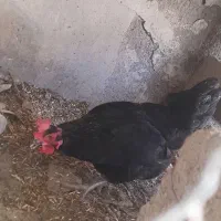 3مرغ جوان فروشی