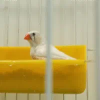 فنچ ماده