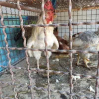 خرید وفروش مرغ وخروس