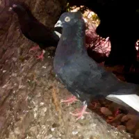 کبـوتر