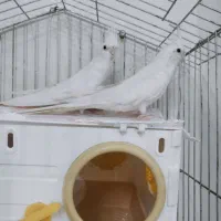 جفت طوطی آلبینو