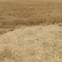 سلام کاه تمیز و بدون علف و رطوبت تعداد بالا دارم