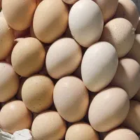 تخم مرغ محلی