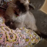 هیمالین چاکلت نر خالص