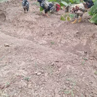 حیوانات‌مزرعه