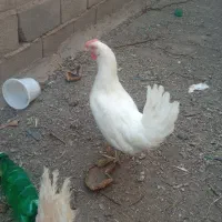 4عدد مرغ سفید
