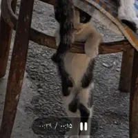 گربه گمشده