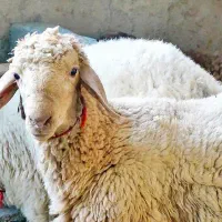 گوسفند زنده