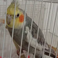 عروس هلندی