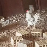یک عدد خروس گلین