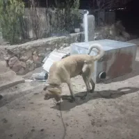 توافقی