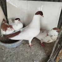 کبوتر کفتر افغانی چادری