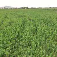 قره یونجه