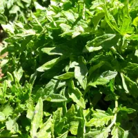 نشا گوجه|خدمات باغبانی و درختکاری|مهاجران, |دیوار