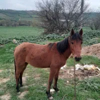 اسب مادیان۳ساله