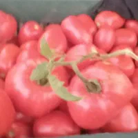 ریز موجوده گوجه