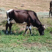 گاو