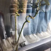 گل بامبو