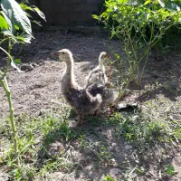 جوجه قوغاز افریقایی