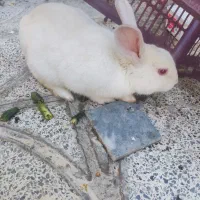 خرگوش