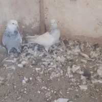 کفتر|پرنده|مشهد, طرق|دیوار