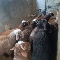 10 عدد نر بره فروشی
