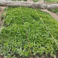 شتیل گوجه فرنگی ۴ میلیون