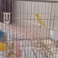 قناری نر و ماده