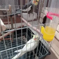 ی جفت عروس هلندی  نر سخنگو