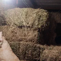 یونجه 90سانت پر گل