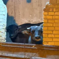 گاومیش پنج عدد