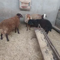 میش و بره چاق